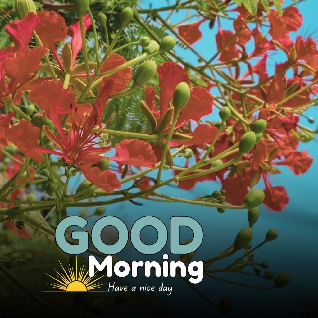 Good morning Red flower images